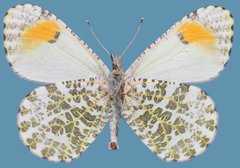 Anthocharis julia sulfuris