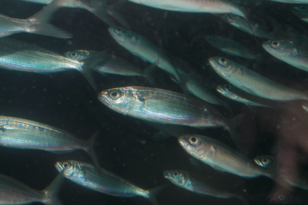 Bogue (Boops boops) - Marine Life Identification