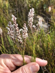 Spatalla racemosa