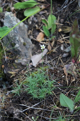 Cherleria circassica
