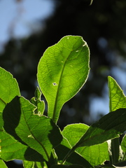 Verbesina crassiramea