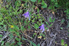 Campanula collina