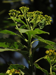 Verbesina crassiramea