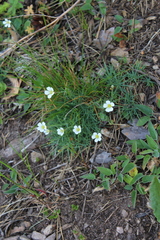 Cherleria circassica