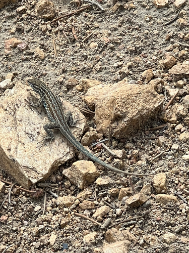 iNaturalist observation photo of Western Side-blotched Lizard