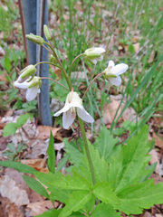 Cardamine maxima