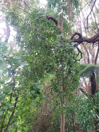 Three Kings milk tree (Paratrophis smithii)