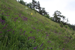 Hedysarum caucasicum