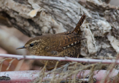 Pacific Wren photo 3