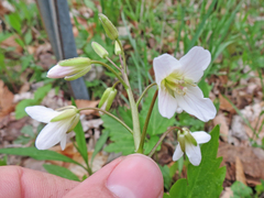 Cardamine maxima
