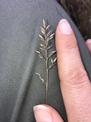 Eragrostis racemosa