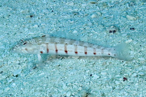 Parapercis multiplicata observed 2017-01-14