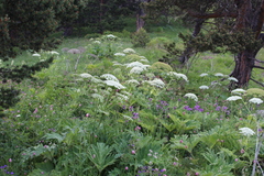Heracleum leskovii