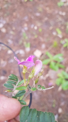 Tephrosia multifolia