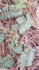 Tephrosia multifolia