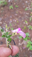 Tephrosia multifolia