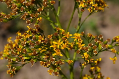 Roldana heracleifolia