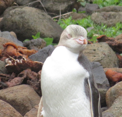 Megadyptes antipodes