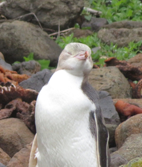 Megadyptes antipodes