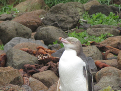Megadyptes antipodes