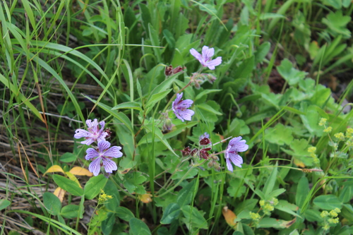 Image of Geranium renardii by (c) Dmitriy Bochkov, some rights reserved (CC BY)