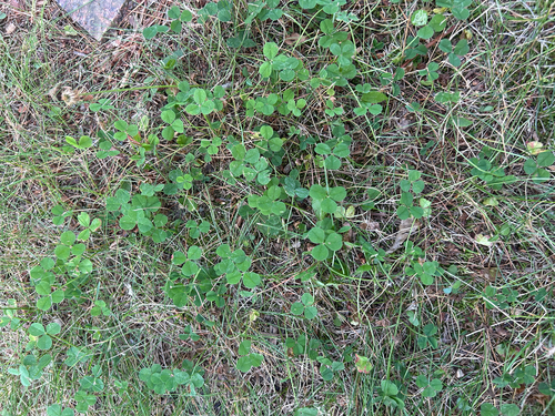 white clover