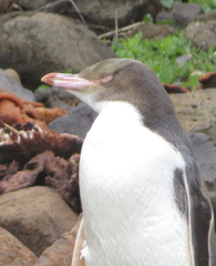 Megadyptes antipodes