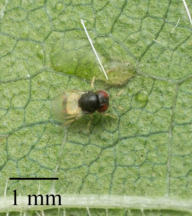 Idioporus
