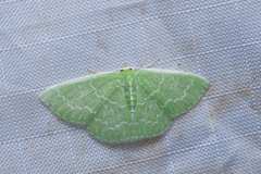 Synchlora aerata