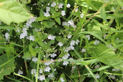 Veronica peduncularis