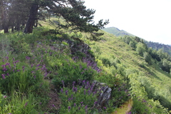 Hedysarum caucasicum