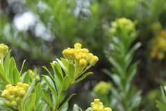 Monticalia corymbosa