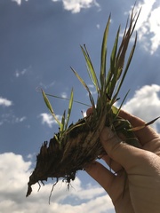 Digitaria tricholaenoides