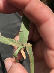 Digitaria tricholaenoides
