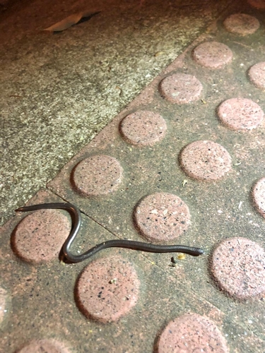 Espíritu Santo Blind Snake