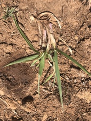 Digitaria tricholaenoides