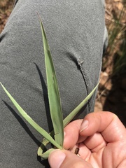 Digitaria tricholaenoides