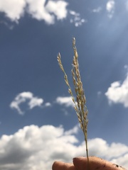 Digitaria tricholaenoides