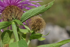 Centaurea phrygia abnormis