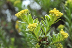 Monticalia corymbosa