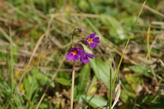 Primula amoena