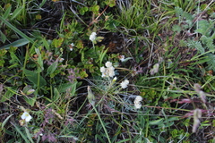 Antennaria caucasica