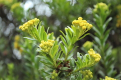 Monticalia corymbosa