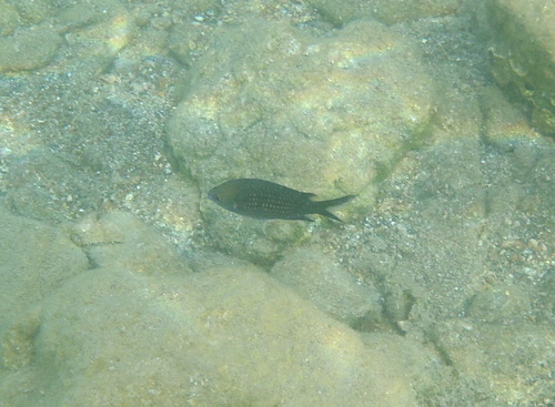 Damselfish
