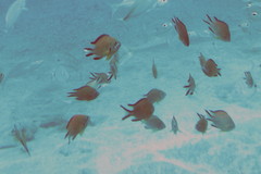Chromis limbata