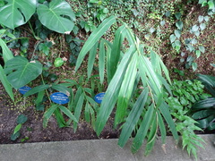 Hedychium horsfieldii
