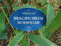 Hedychium horsfieldii