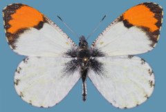 Anthocharis julia sulfuris