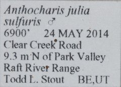 Anthocharis julia sulfuris