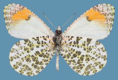 Anthocharis julia sulfuris